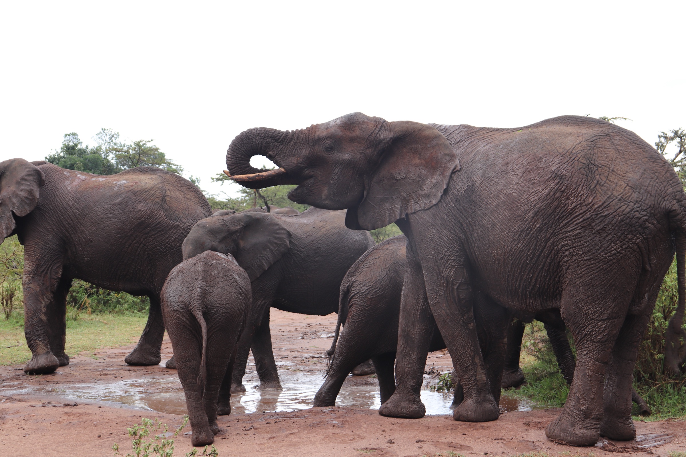 Family herd of elephants in the bush