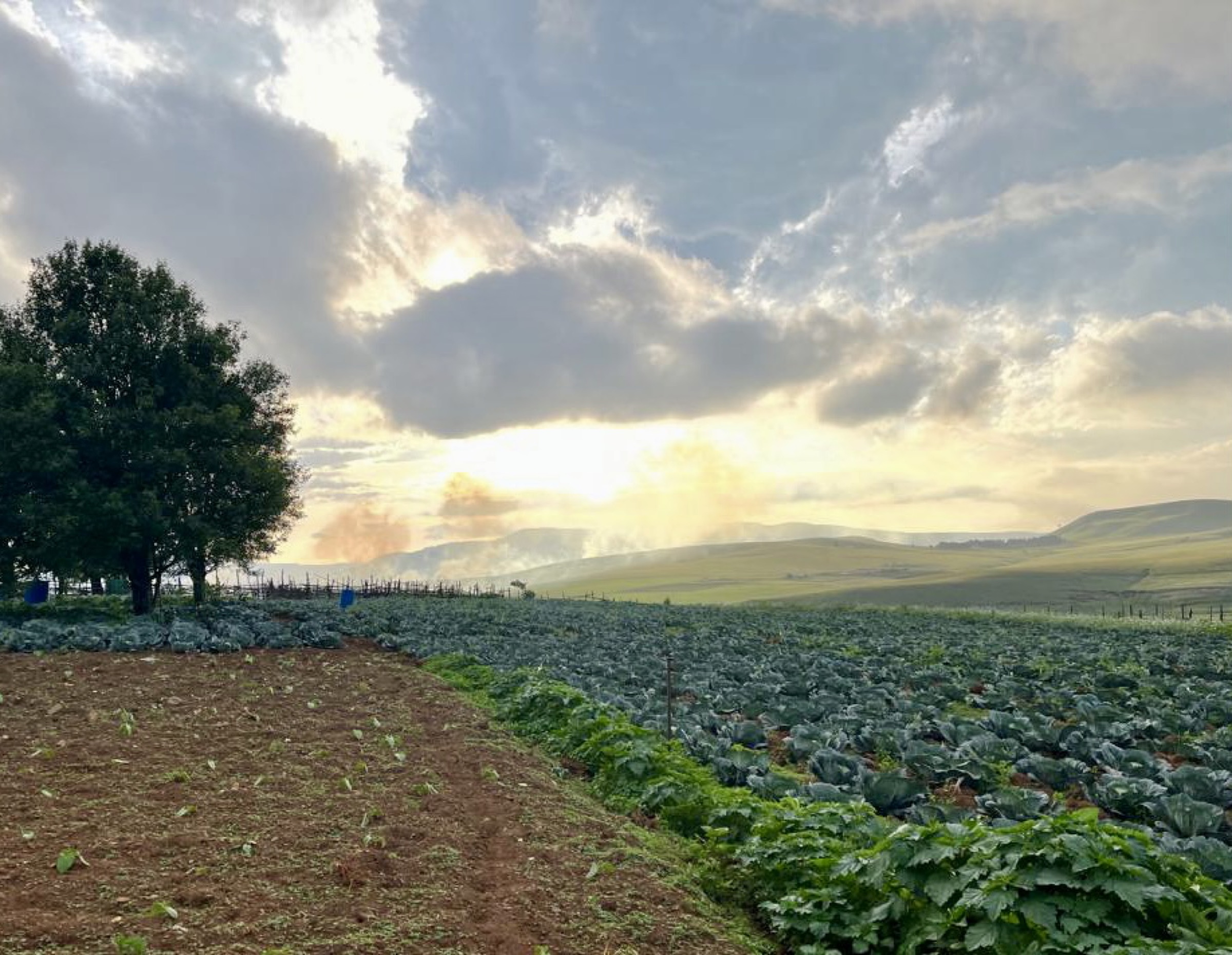Cabbage fields at sunrise with mountains in the distance
