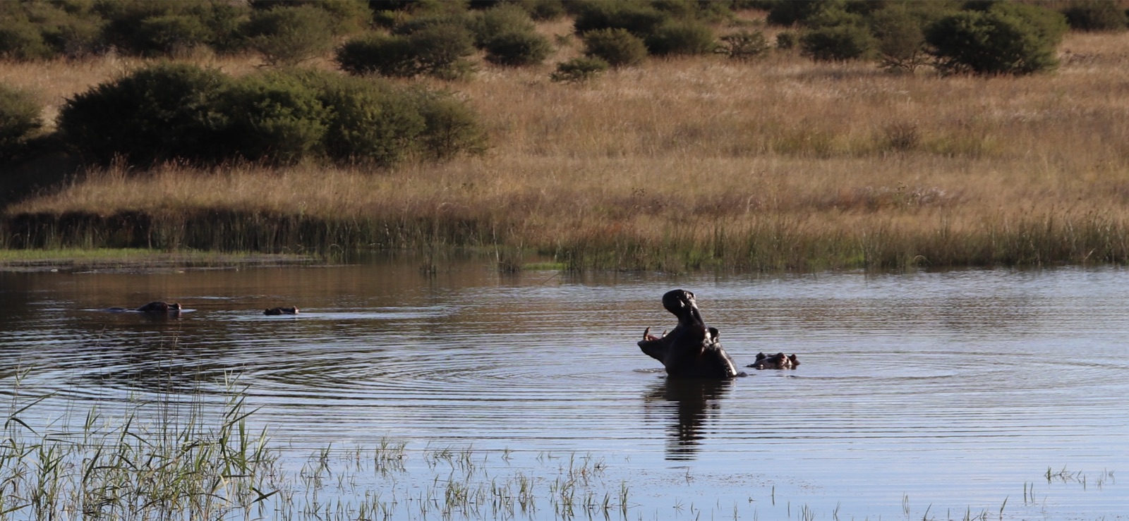 Hippos in a reed-fringed lagoon under warm bush light